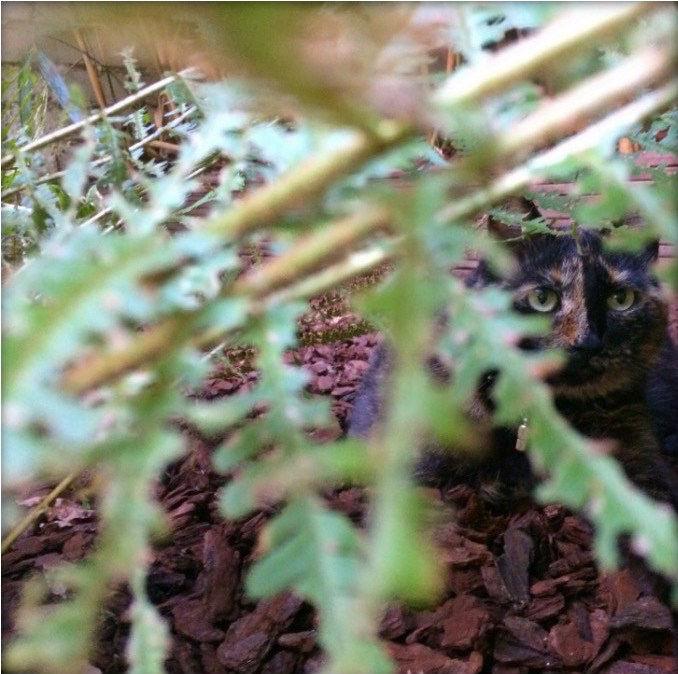 barbara_dehasque_wacko